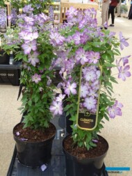 Clematis_Pernille_Plantarium-2017