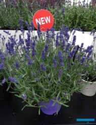 Lavandula angustifolia SuperBlue
