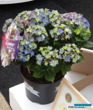 Hydrangea macrophylla Lady Mata Hari - wersja niebieska
