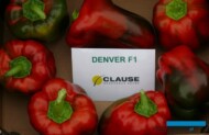 Papryka odmiany Denver F1