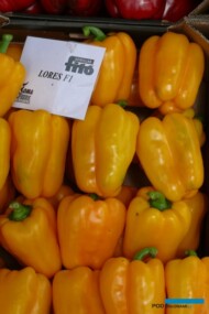 Papryka Lores F1