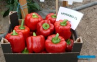 Papryka typu blok - odmiana Murano F1