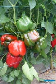 Papryka typu blok - odmiana Muriel F1