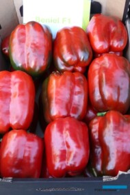 Czerwone owoce typu blok - papryka Beniel F1