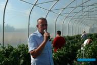 O tym, jak w tym roku, w trudnych warunkach sprawdziły się odmiany papryki z oferty firmy Syngenta, mówił Rafal Zmuda