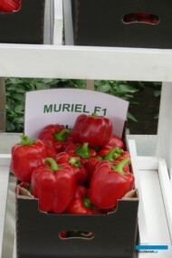 Papryka typu blok - odmiana Muriel F1