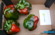 Papryka Rodrigo F1