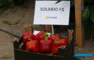 Papryka odmiany Solario F1