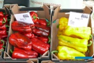 Papryka typu Lamuyo - odmiany Ticino F1 (z lewej) i Sanja F1