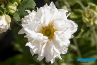 Anemone hupehensis Tiki Sensation, fot. Plantarium
