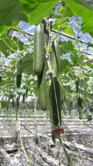 Rośliny Hakera F1 nadal rosną prowadzone metodą wysokiego drutu, równomiernie wiążą, owoce bardzo dobrej jakości; poniżej podsadzone siewki