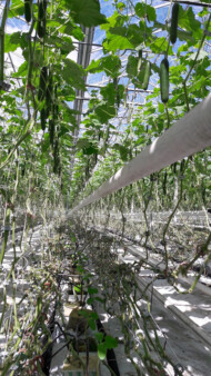 Owocujące i podsadzone, młode rośliny Hakera F1; liście usunięte do poziomu owoców