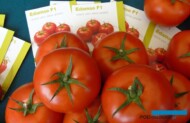 Syngenta promowała m.in. pomidory Edamso F1