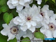 Clematis 'Maria Kaczyńska'_fot.-Clematis Zrodlo Dobrych Pnaczy