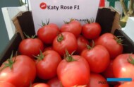 Prezentowano m.in. malinową odmianę Katy Rose F1