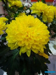 Chryzantema_Fiebre_Flower Expo Poland