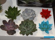 Echeveria-dla-florystow_Amigo-Plant