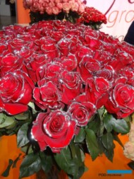 roze_NaranjoGroup_Ekwador_FlowersExpo-2017_Moskwa