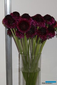 Scabiosa_Red-Velvet-Scoop