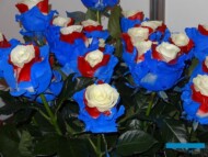 kwiaty w kolorach flagi Federacji Rosyjskiej_FlowersExpo_Moskwa-2017