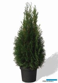 Thuja-occidentalis-Dark-Embers_zloty-medal-FlowersExpo 2017_Moskwa
