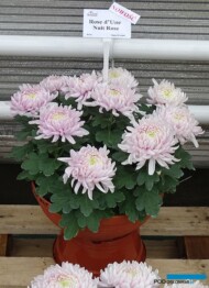 Chryzantema_Rose-d-Une_Nuit_Rose