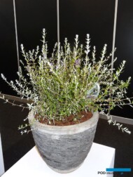 Buddleja-UNIQUE_GrootGroen-Plus-2017