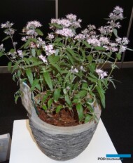 _Caryopteris_cladonensis_STEPHI_srebrny medal_GrootGroen-Plus-2017