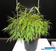 Fargesia murieale ‘Elias’_GrootGroen-Plus-2017