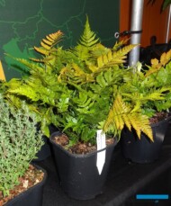 Narecznica czerwonozawijkowa_Dryopteris erythrosora_GrootGroenPlus-2017