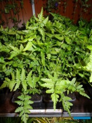 Pioropusznik-strusi_Matteuccia -struthiopteris_Kees-Burgmans_GrootGroenPlus-2017