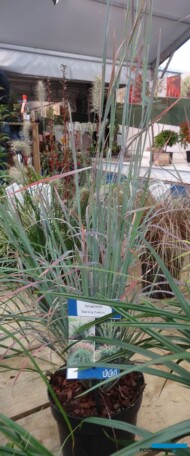 Schizachyrium-scoparium _Standing-Ovation_Aboutplants Zundert_GrootGroenPlus-2017