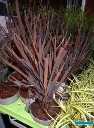 Ryz siewny_Oryza-sativa_Marsala_Saterplant_GrootGroenPlus-2017