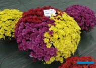 Chryzantemy__Arluno_Mix