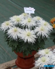 Chryzantema_YucoNacre