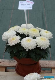 Chryzantema_OclairRose