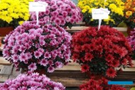 Chryzantemy_Aduro-Pink_i_Red