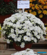 Chryzantema_DeNiroWhite