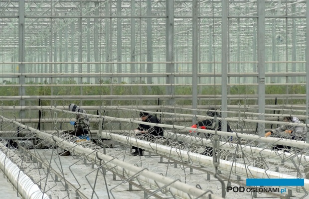 Przed dezynfekcją konieczne jest dokładne wymycie szklarni wewnątrz, łącznie z elementami instalacji