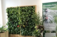Zielone ściany i kompozycje w doniczkach w Centrum Kreatywności Targowa