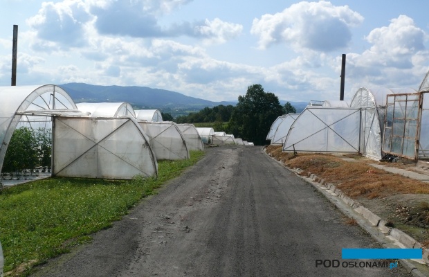 Tunele w gospodarstwie Stanisława Stabrawy z Leszczyny