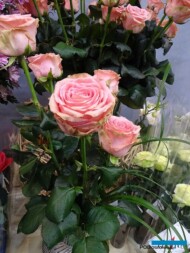 Roza-Sophia-Loren_Dummen-Orange_Royal-FloraHolland_Trade-Fair-Aalsmeer_2017
