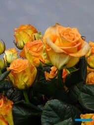 Roza-Mighty_Dummen-Orange_Royal-FloraHolland_Trade-Fair-Aalsmeer_2017