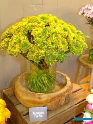 Jaskry (Ranunculus) 'Pon Pon' z ekspozycji włoskiej firmy Del Golfo_Royal-FloraHolland_Trade-Fair-Aalsmeer_2017