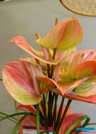 Anthurium-Marea_Royal-FloraHolland_Trade-Fair-Aalsmeer_2017