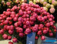 Roza_PlayfulRokoko_RosenTantau_IFTF-2017