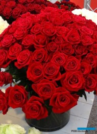 Roza_True-Love_Tantau_IFTF-2017