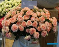 Roza_FlairFlow_InterplantRoses_IFTF-2017