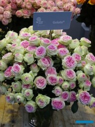 Rosa_Gelato_InterplantRoses_IFTF-2017
