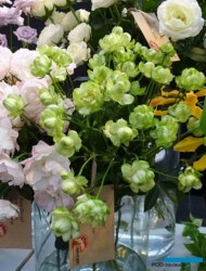 Rosa_Eclair_Japan_IFTF-2017